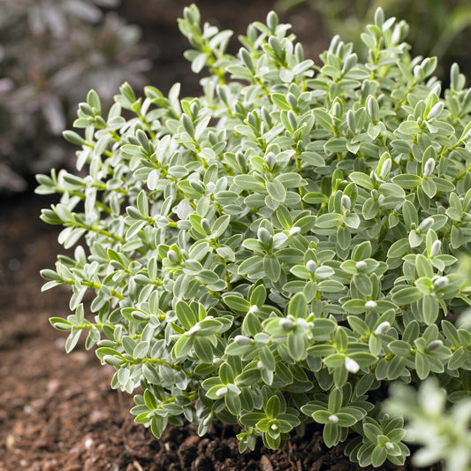 Strauch-Ehrenpreis Sutherlandii - Bakker