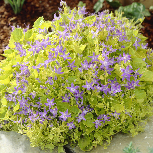 Goldene Dickson-Glockenblume - Bakker