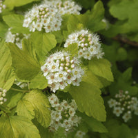 Fasanenspiere 'Dart´s Gold' - Physocarpus opulifolius Dart's Gold - Bakker