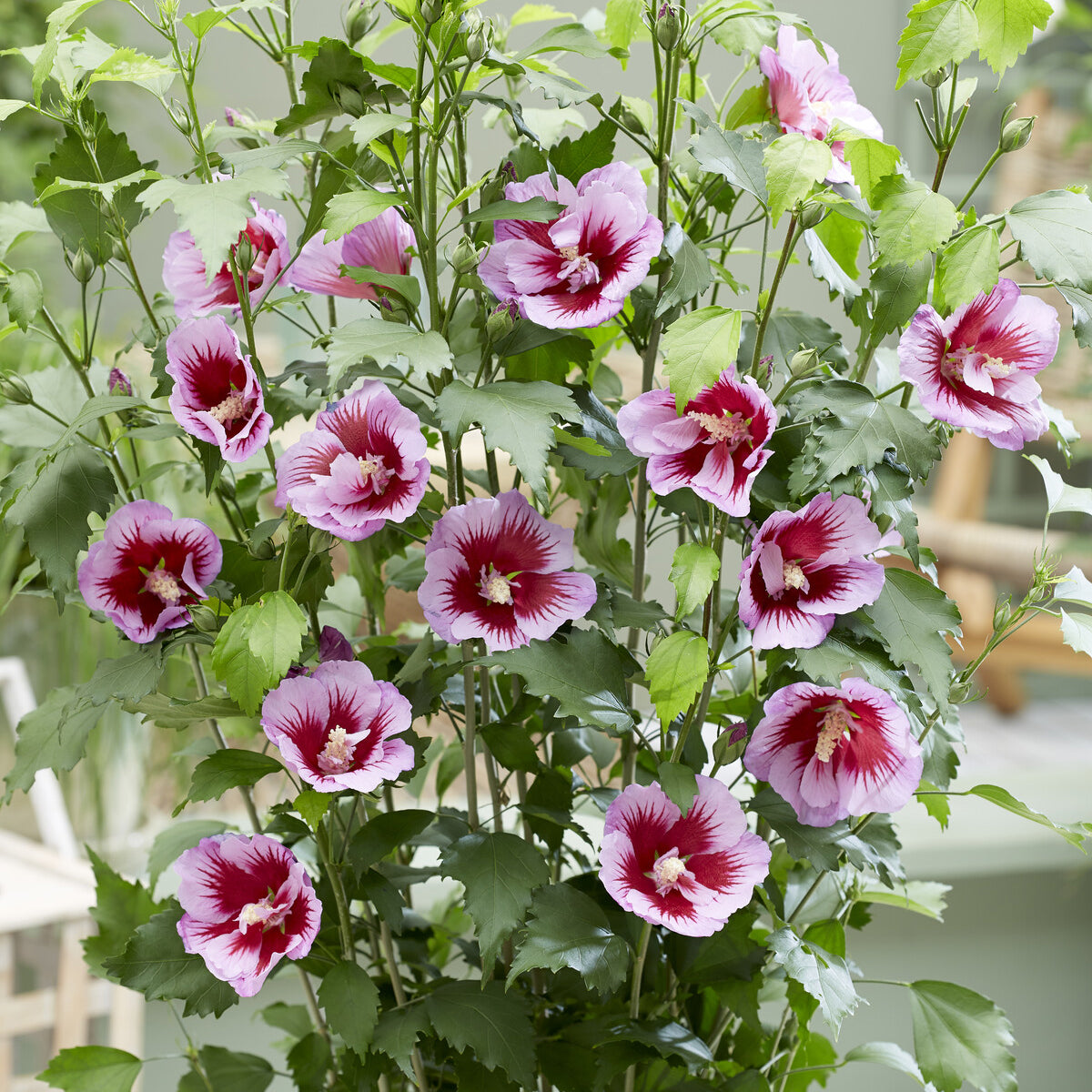 Hibiskus - Hibiskus Flower Tower Purple® - Hibiscus syriacus Flower Tower Purple ®