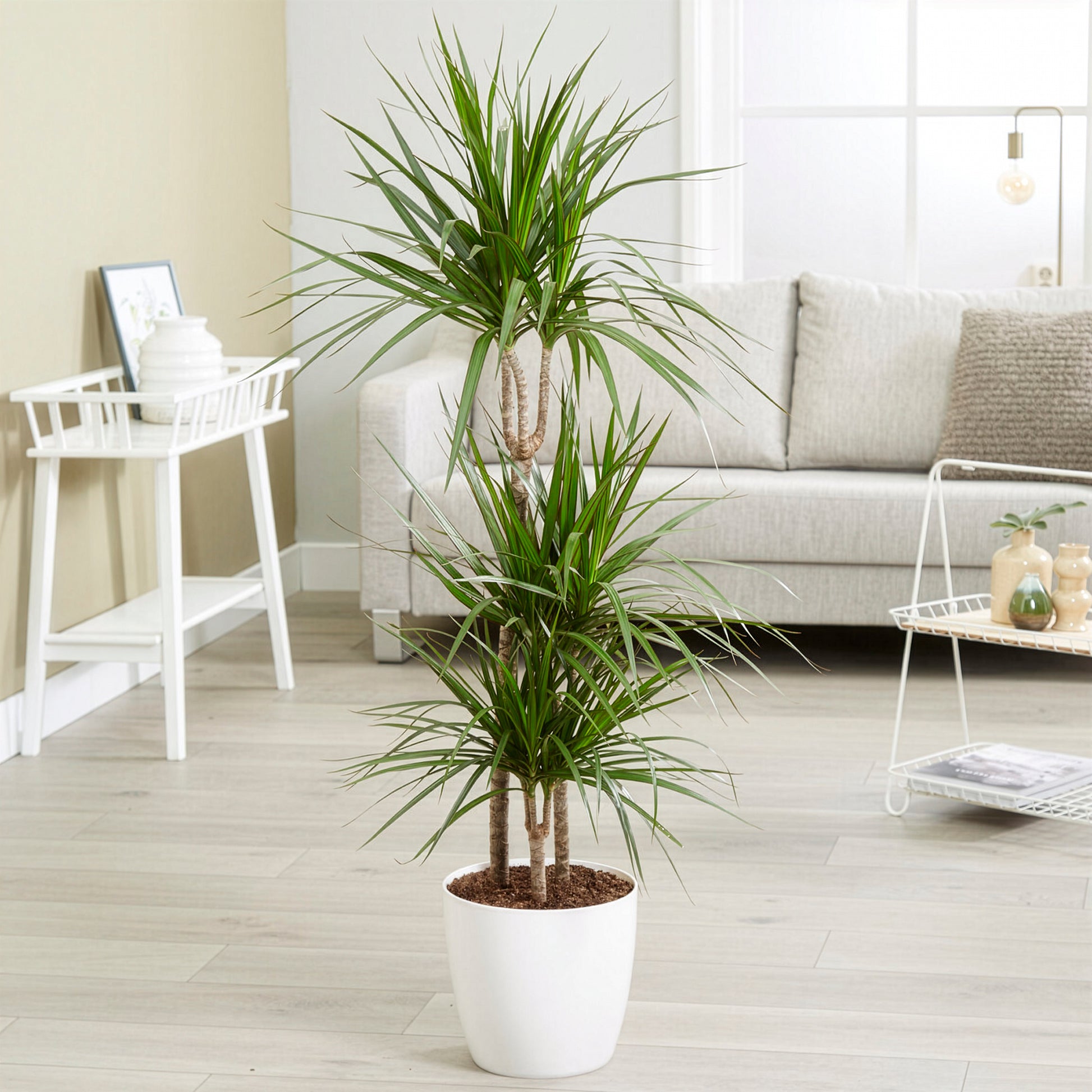 Gerandeter Drachenbaum - Dracaena marginata - Bakker