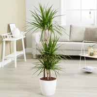 Gerandeter Drachenbaum - Dracaena marginata - Bakker