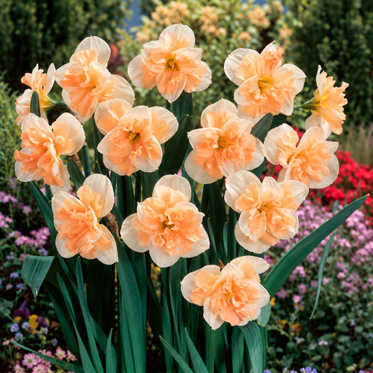 Orchideen-Narzissen Mischung (x10)