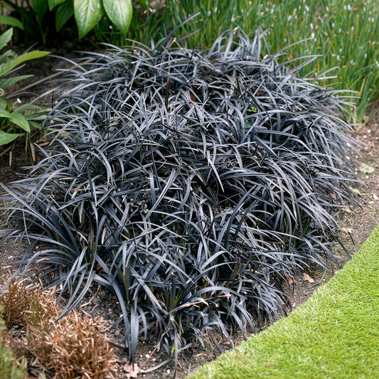 Schwarzer Schlangenbart 'Nigrescens' - Bakker