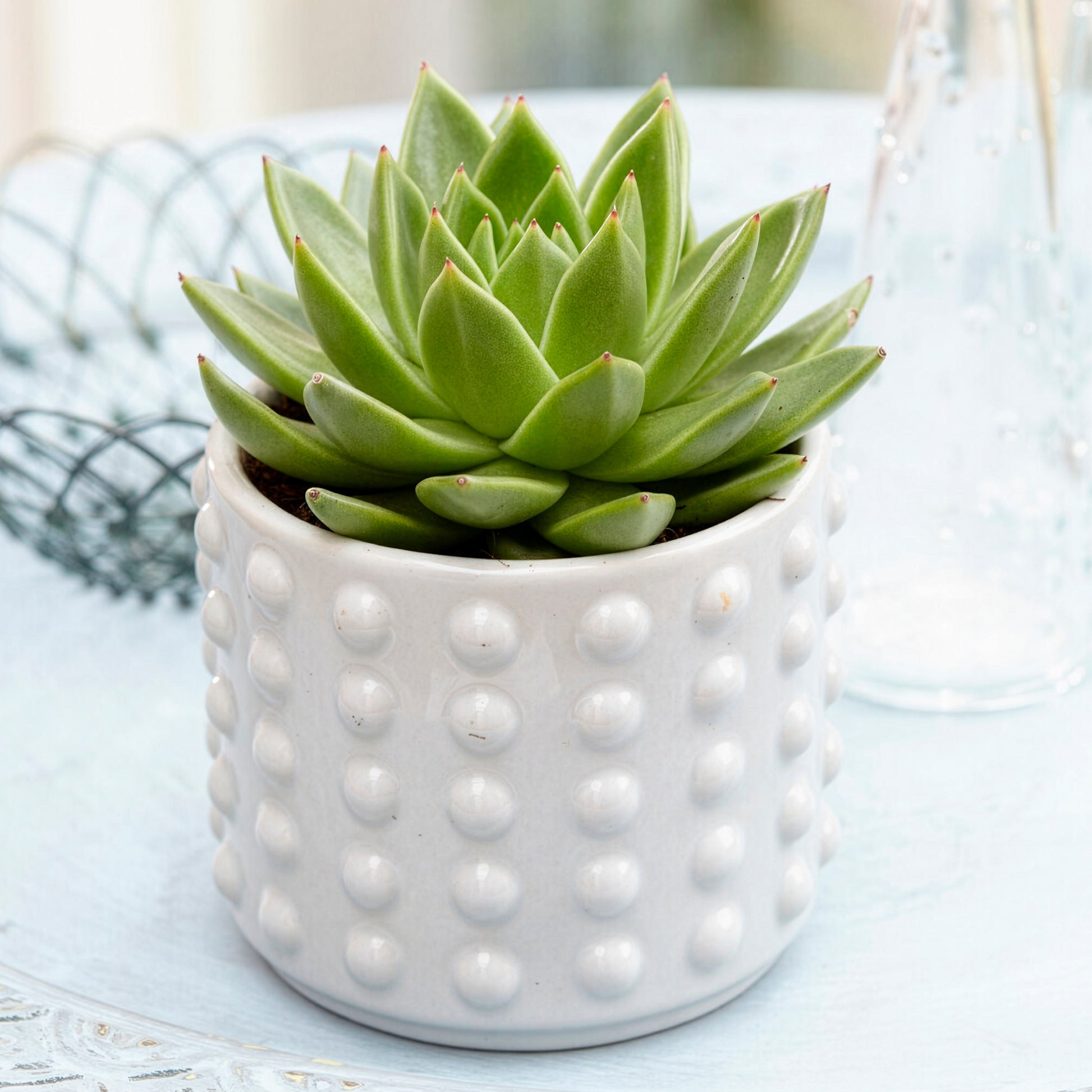 Sukkulente Echeveria agavoides - Echeveria agavoides - Bakker