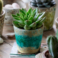 Echeveria agavoides - Sukkulente Echeveria agavoides - Kaktus und fette Pflanze