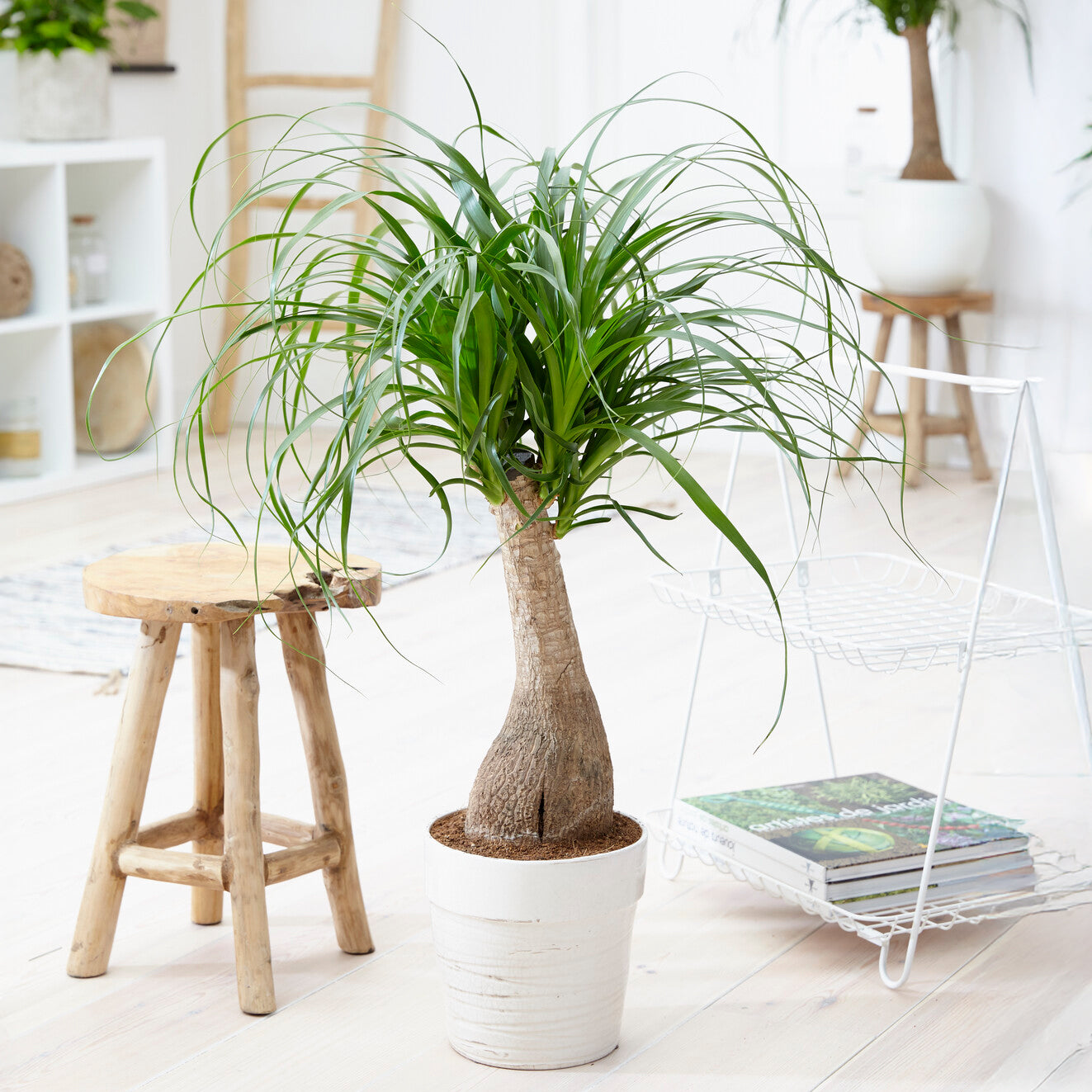 Beaucarnea recurvata - Elefantenfuß - Grüne Zimmerpflanzen