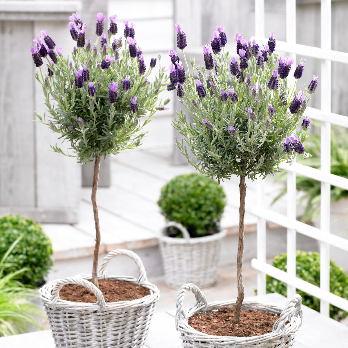 Schopflavendel - Lavandula stoechas - Lavendula