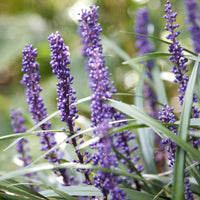 Lilientraube 'Ingwersen' - Bakker