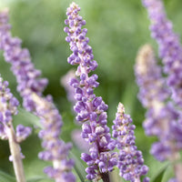 Liriope muscari Ingwersen - Lilientraube 'Ingwersen' - Liriope