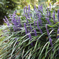 Lilientraube 'Ingwersen' - Liriope muscari Ingwersen - Bakker