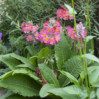 Rosen Schlüsselblume (x3) - Primula rosea grandiflora - Bakker
