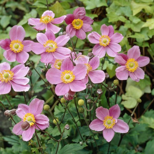 Herbstanemone 'September Charm' - Bakker