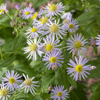 Wild-Aster 'Asran' (x3) - Bakker