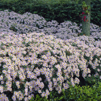 Verkauf Wild-Aster 'Asran' (x3) - Aster ageratoides Asran