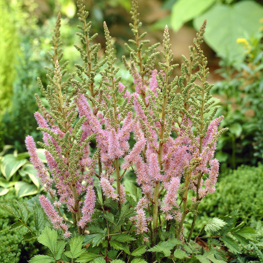 Prachtspiere Astilbe 'Pumila'