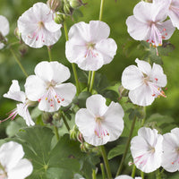 Geranien - Storchschnabel 'Biokovo' - Geranium cantabrigiense Biokovo
