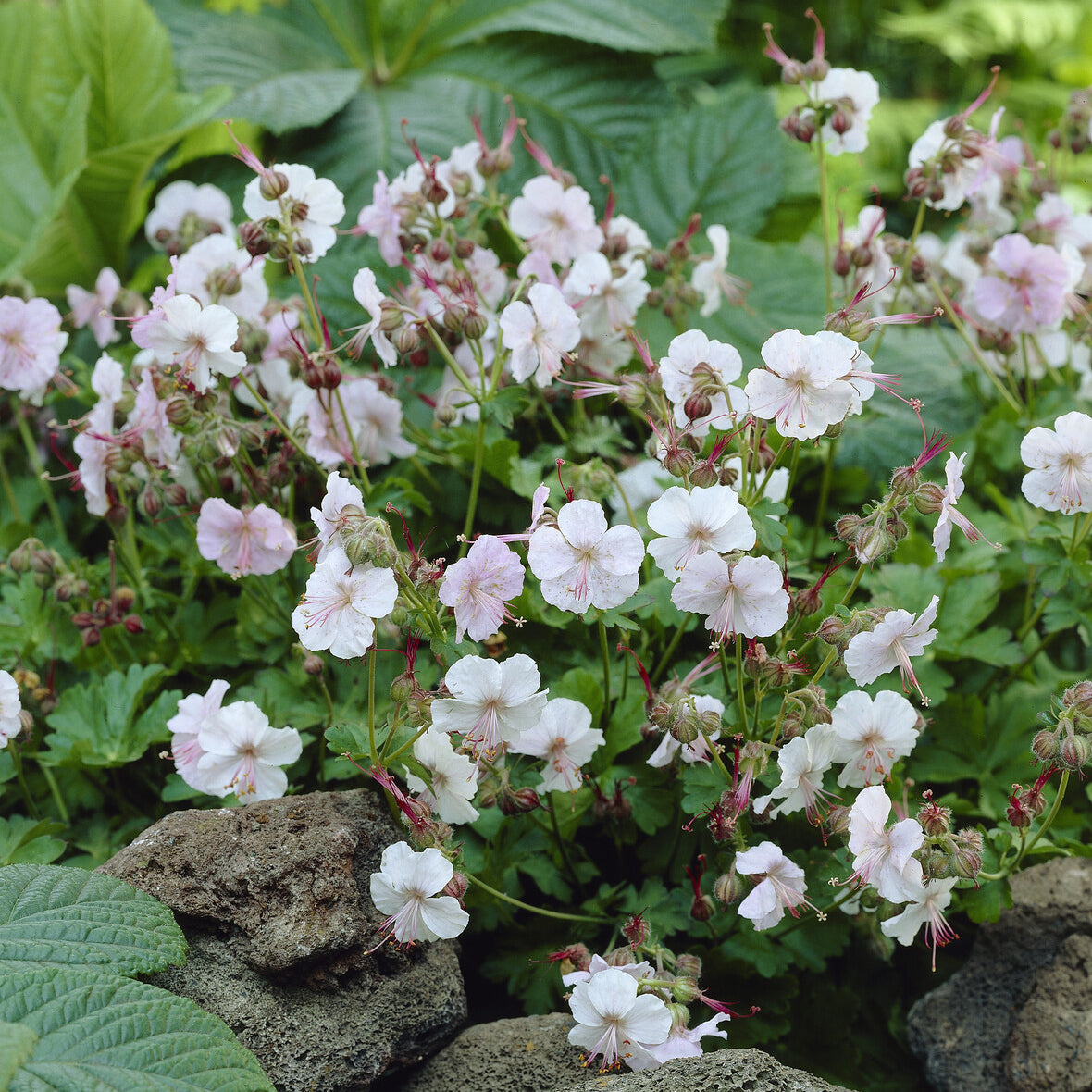 Geranium cantabrigiense Biokovo - Storchschnabel 'Biokovo' - Geranien
