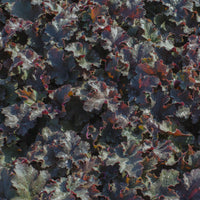 Purpurglöckchen 'Chocolate Ruffles' - Heuchera Chocolate Ruffles - Bakker