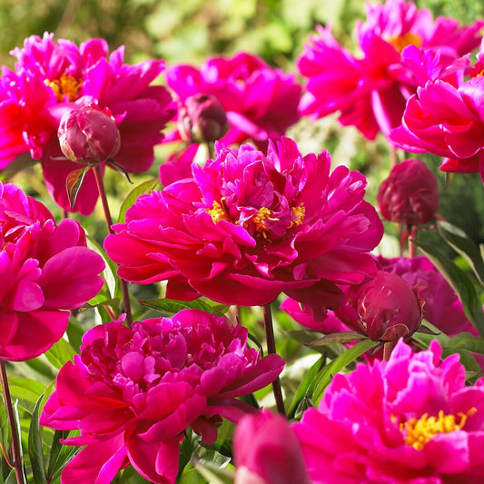 Pfingstrose Paeonia 'Karl Rosenfield' - Bakker