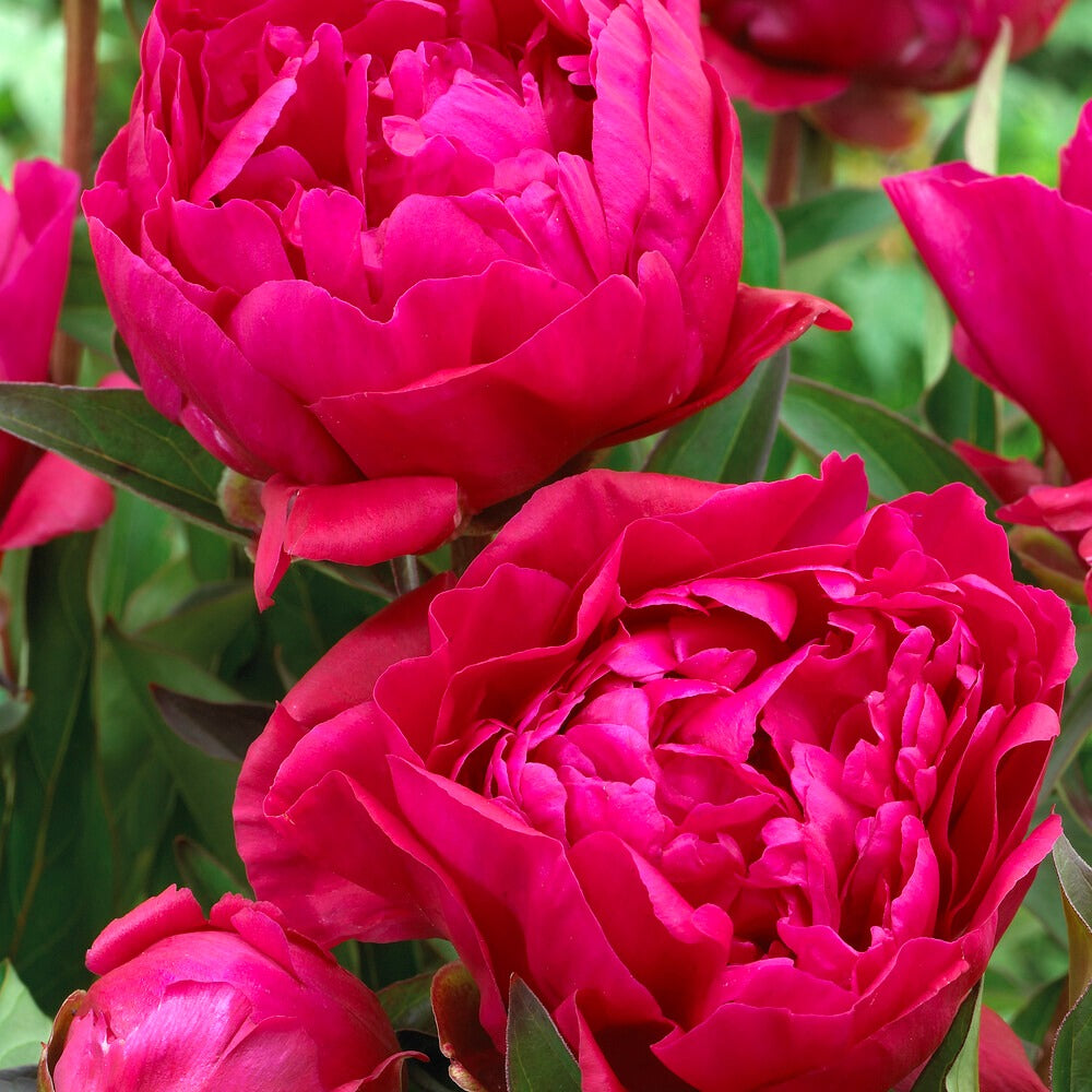Pfingstrose ‘Karl Rosenfield’