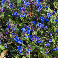 Verkauf Lungenkraut 'Blue Ensign' - Pulmonaria Blue Ensign