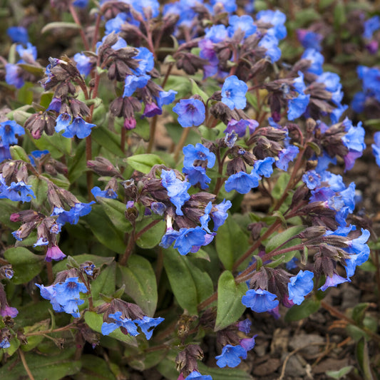 Lungenkraut 'Blue Ensign'