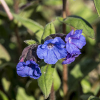 Stauden - Lungenkraut 'Blue Ensign' - Pulmonaria Blue Ensign