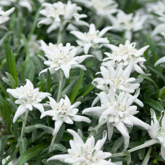 Alpen-Edelweiss - Bakker