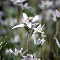 Alpen-Edelweiss (x3) - Leontopodium alpinum - Bakker