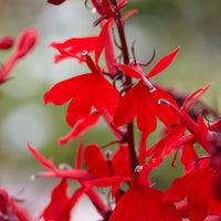 Männertreu 'Queen Victoria‘ (x3) - Lobelia queen victoria - Bakker