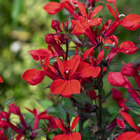 Lobelia queen victoria - Männertreu 'Queen Victoria‘ (x3) - Stauden