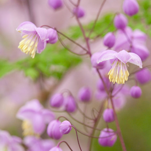 Delavays Wiesenraute - Bakker