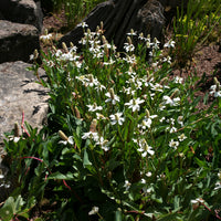 Kalifornische Anemopsis - Bakker