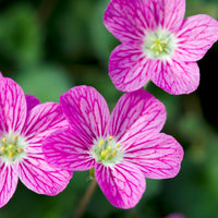 Reiherschnabel 'Bishopsform' - Erodium variabile Bishop's Form - Bakker