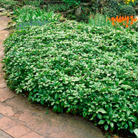 Stauden - Dickmännchen 'Green Carpet' (x3) - Pachysandra terminalis Green Carpet