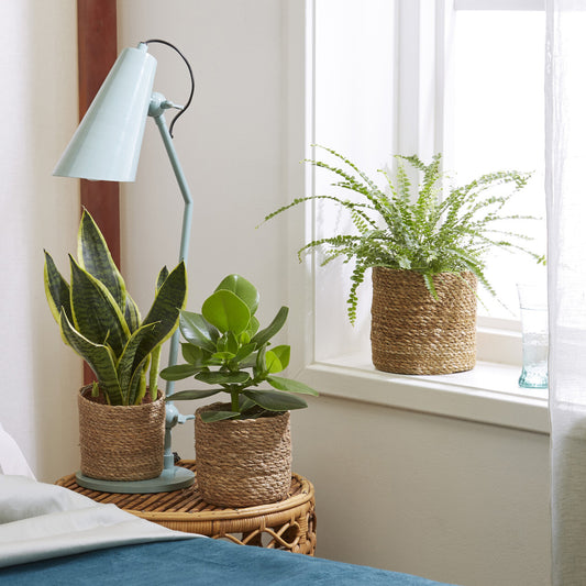 Pflanzenmischung für Schlafzimmer (x3) - Bakker