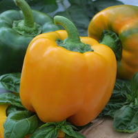 Capsicum annuum California Wonder yellow - Paprika Capsicum 'Yellow California Wonder' - Samen für Chili