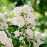 Bodendeckerrose 'Crystal Fairy' - Rosa crystal fairy ® - Bakker