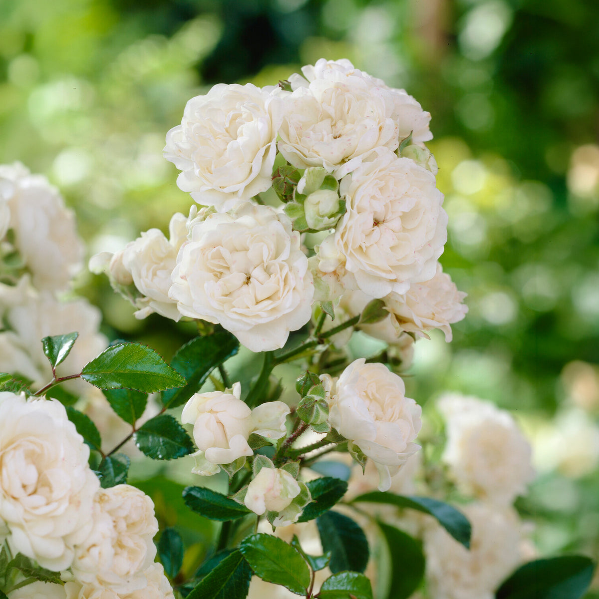 Bodendeckerrose 'Crystal Fairy' - Rosa crystal fairy ® - Bakker