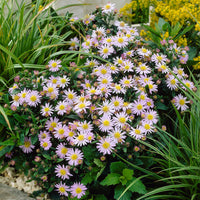 Aster ageratoides Stardust - Wild-Aster 'Stardust' (x3) - Stauden