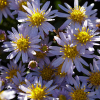Stauden - Wild-Aster 'Stardust' (x3) - Aster ageratoides Stardust