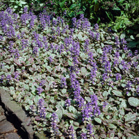 Mehrfarbiger Günsel Burgundy Glow - Bakker