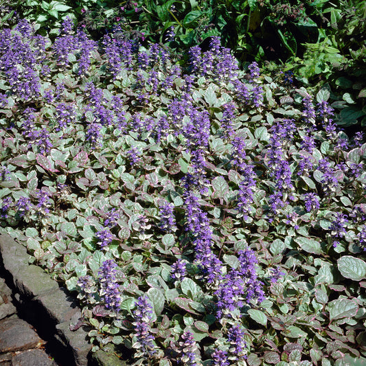 Mehrfarbiger Günsel Burgundy Glow - Bakker