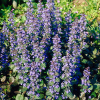 Verkauf Kriechender Buntgünsel Ajuga 'Atropurpurea' (x3) - Ajuga reptans Atropurpurea