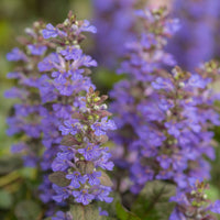 Stauden - Kriechender Buntgünsel Ajuga 'Atropurpurea' (x3) - Ajuga reptans Atropurpurea