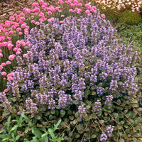 Ajuga reptans Atropurpurea - Kriechender Buntgünsel Ajuga 'Atropurpurea' (x3) - Stauden