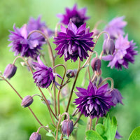 Stauden - Garten-Akelei 'Blue Barlow' - Aquilegia vulgaris Blue Barlow
