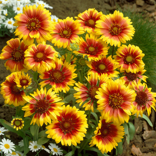 Kokardenblume 'Kobold' - Bakker