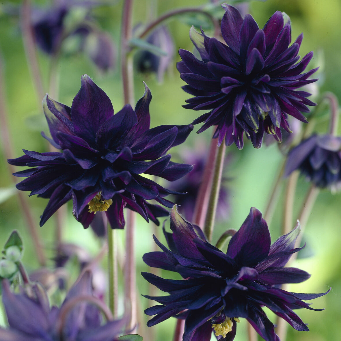 Garten-Akelei 'Black Barlow' - Akelei - Bakker